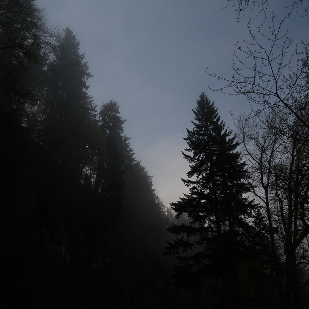 Former home of The Lights, the Qviksyndi Forest at dawn