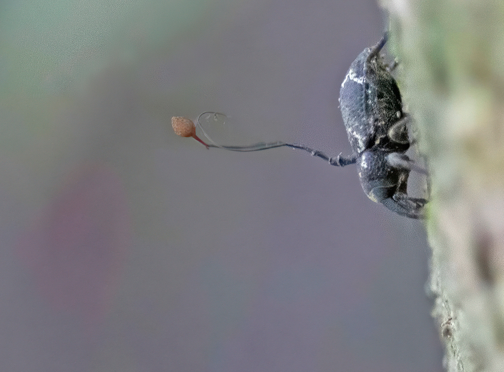 Zombie Fungus in Cascadia?